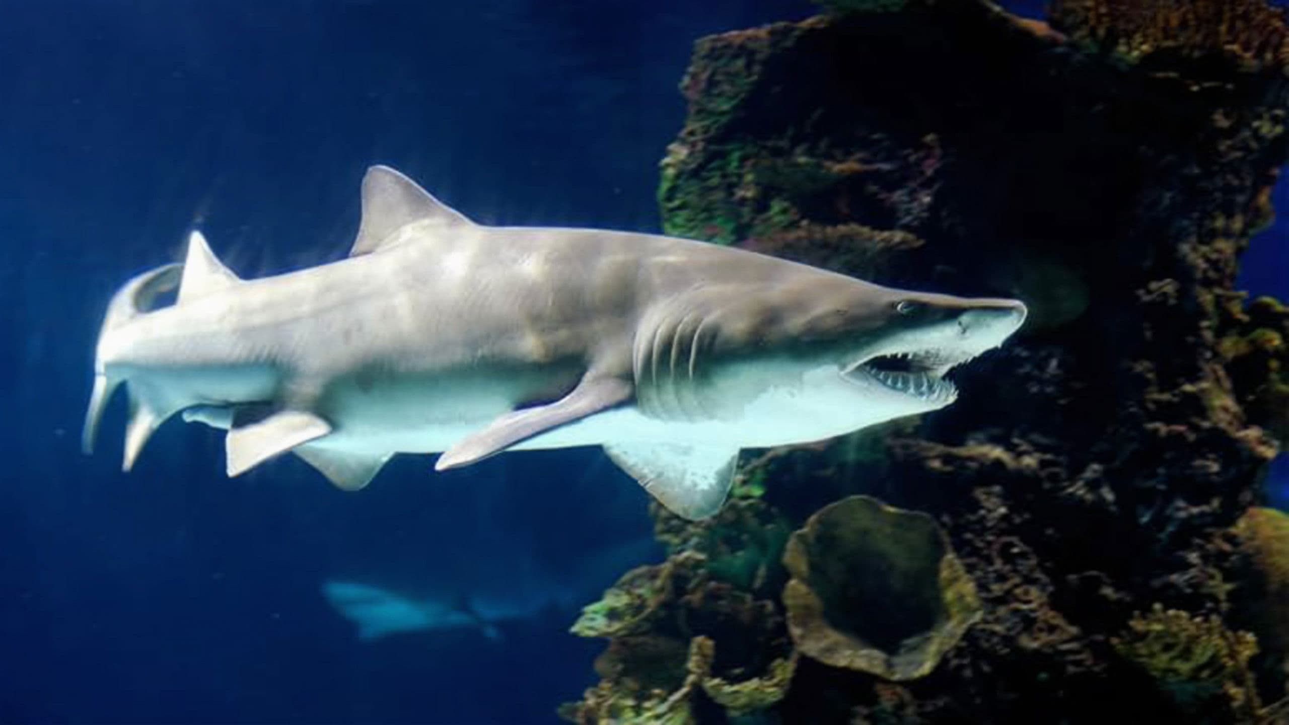 Blue Reef Adventures