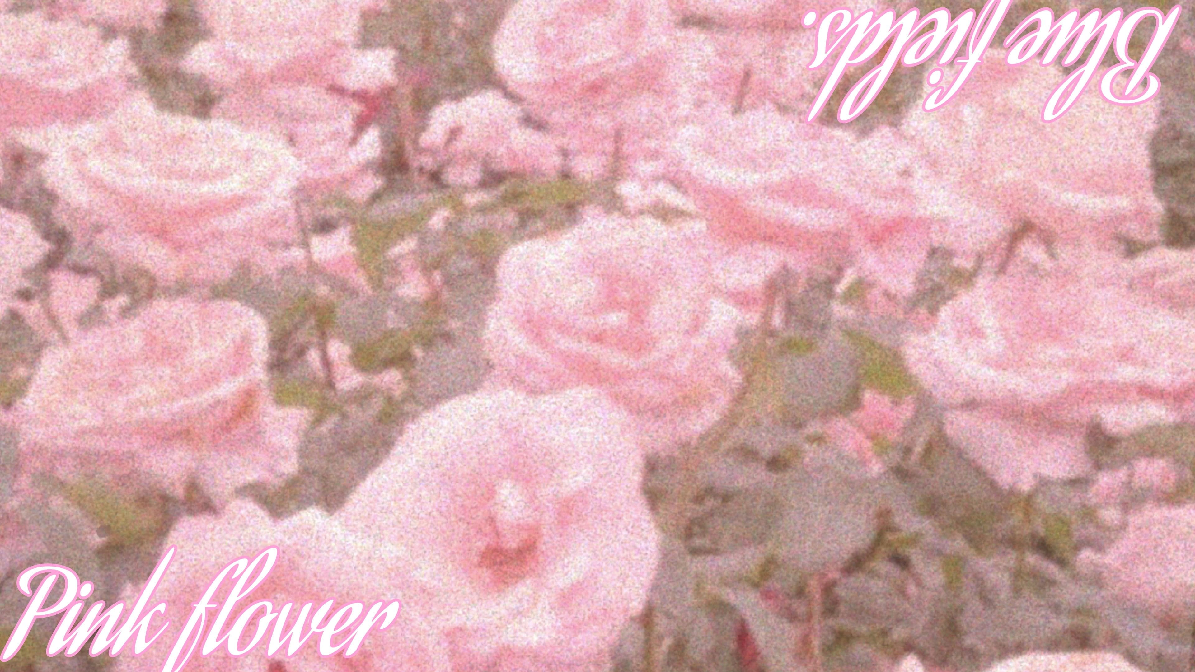 Flores rosas em meio aos campos azuis.