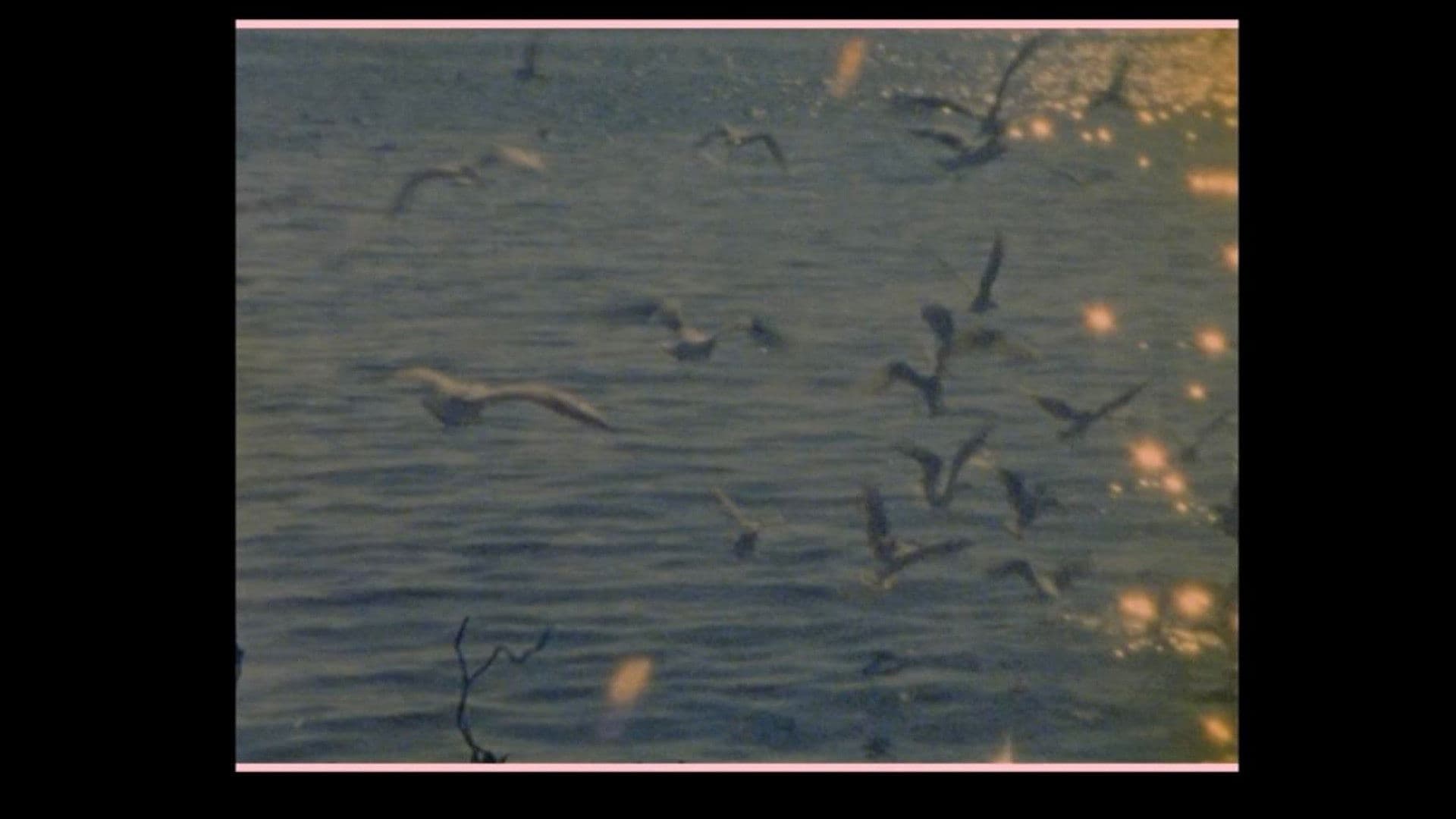 Birds go to die in Peru