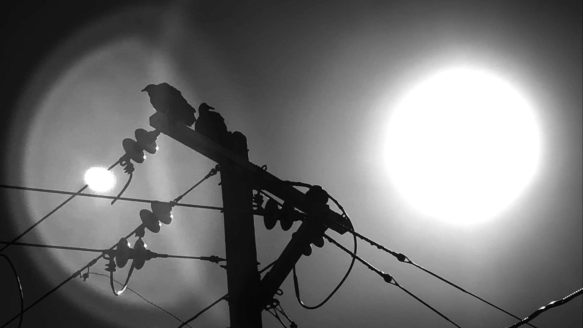 BIRDS ARE DRONES AND THEY CHARGE ON POWERLINES