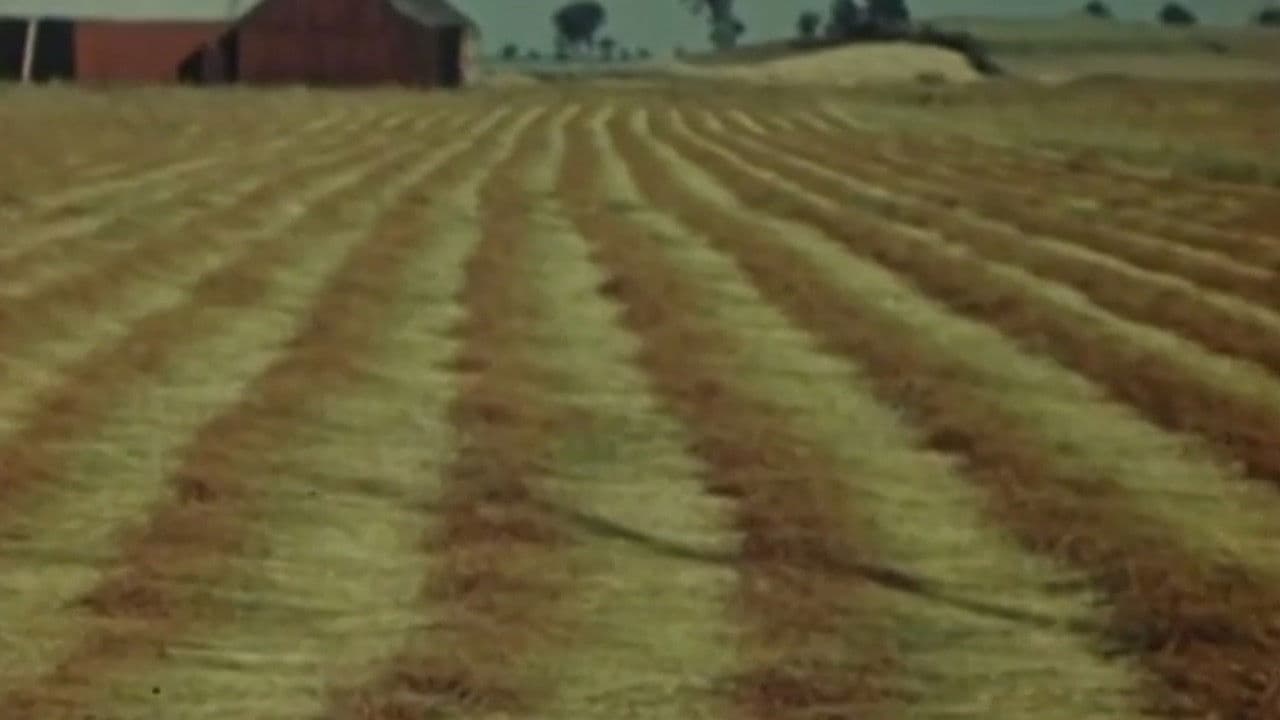 Flax from Canada - Part One: Growing Flax