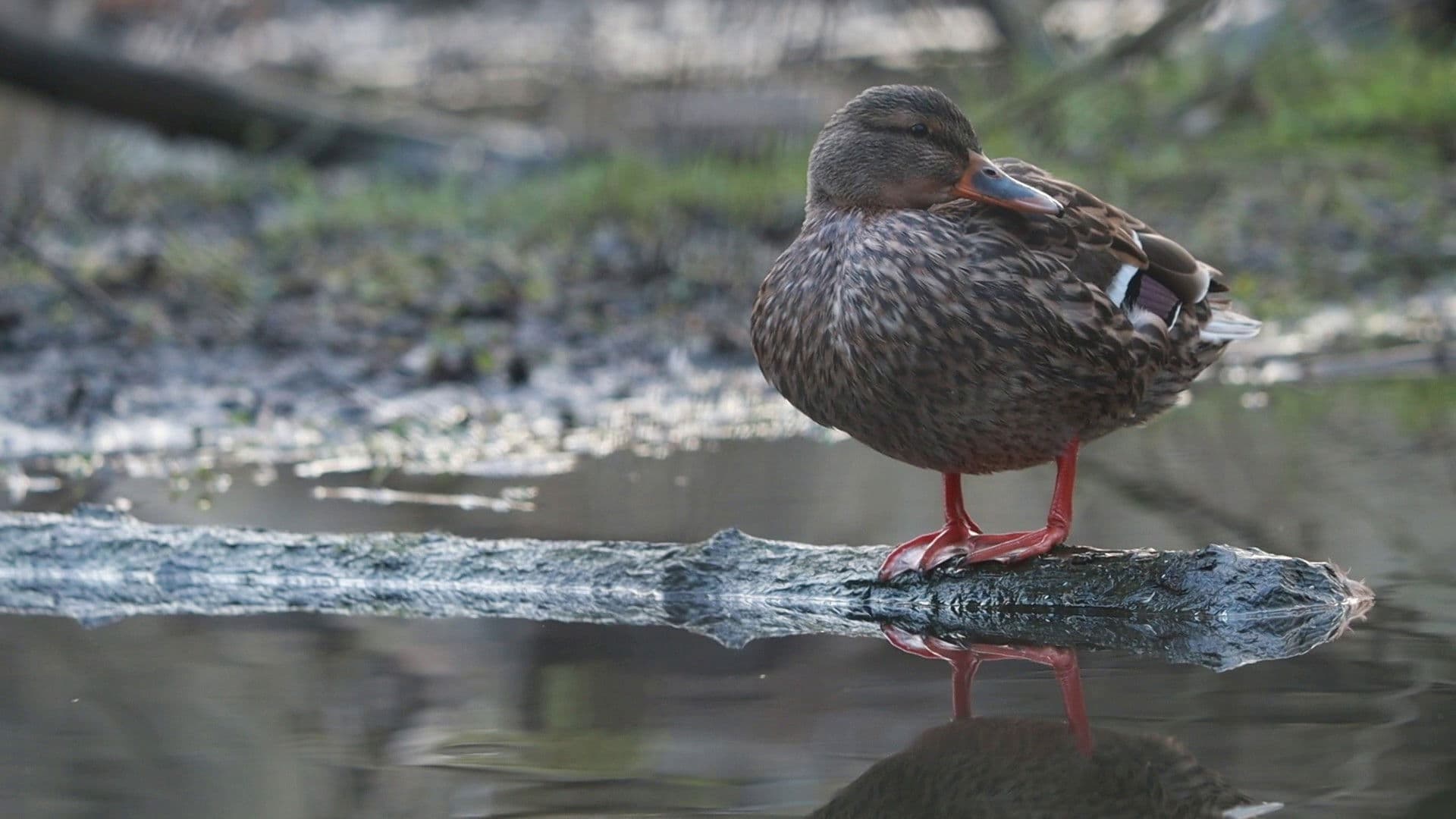 Tiché údolí v čase