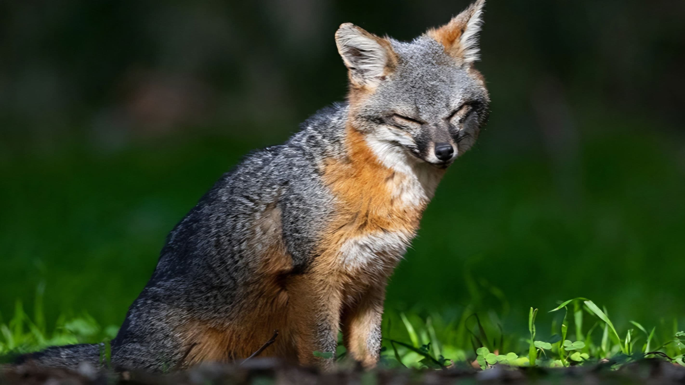 Le renard qui a sauvé son île