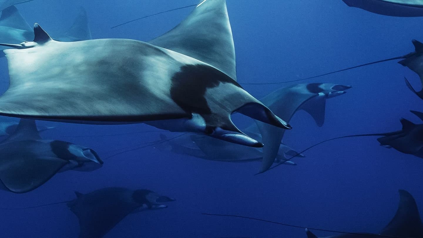 Mobula, la légende des diables