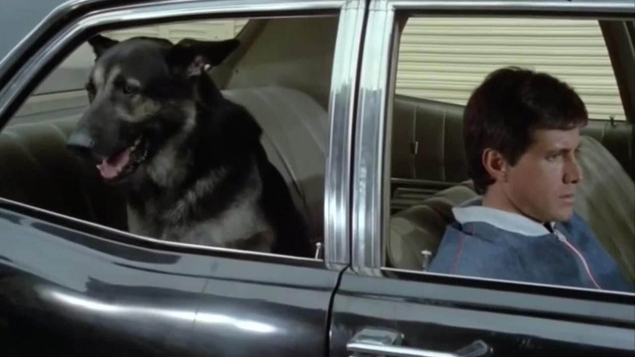 The Birthday of the Dog