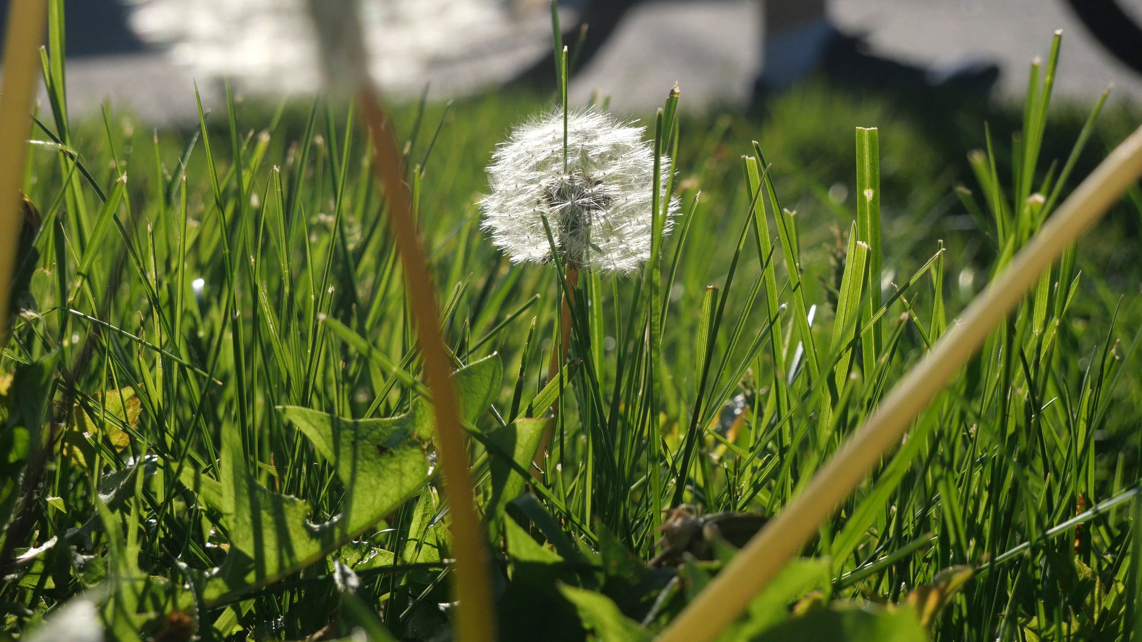 The Beauty Of Summer Like Weather
