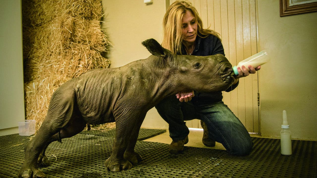 Stroop: Journey into the Rhino Horn War