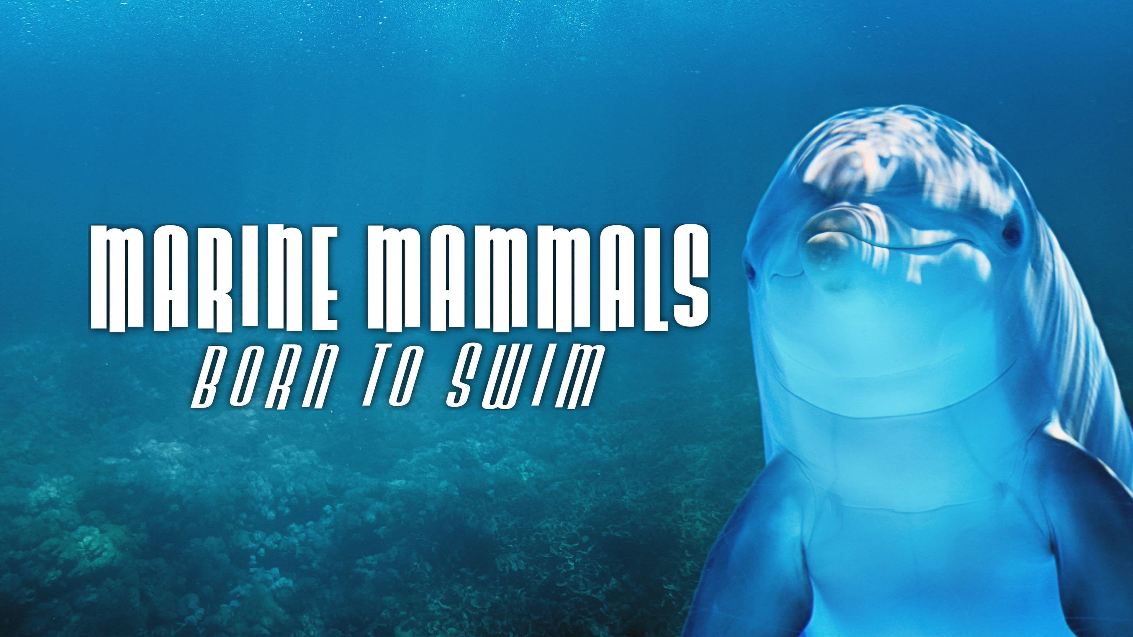 Marine Mammals - Born to Swim