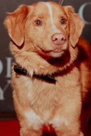 Indy the Dog photo 4