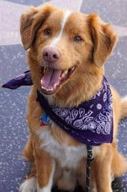 Indy the Dog photo 6