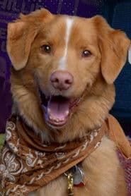 Indy the Dog photo 5