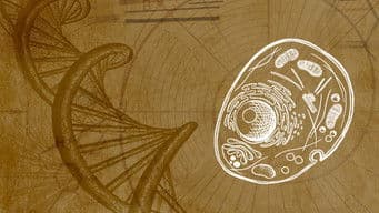 Telomeres, Longevity & Spirituality