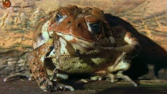 Frog Skin & Caterpillar Impressions