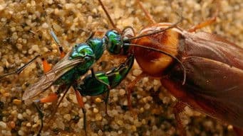 Zombie Roach & Mantis Shrimp Karate School