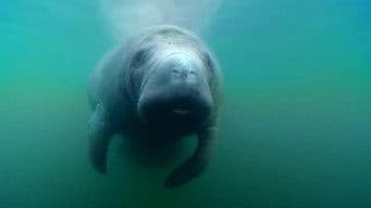 Manatee Farts & Poo Race