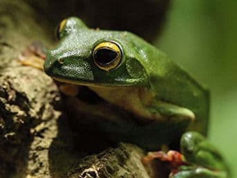 India's Western Ghats