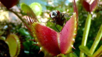 Fly Trap & Vulture Juice